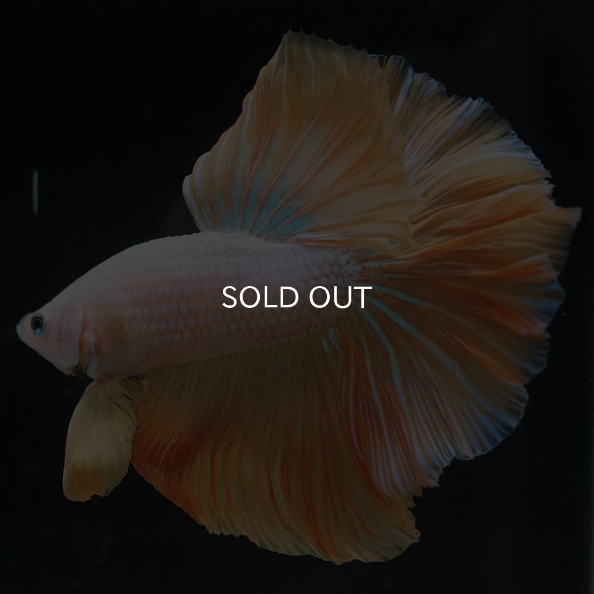 画像2: HM プラチナイエロードラゴン (2)