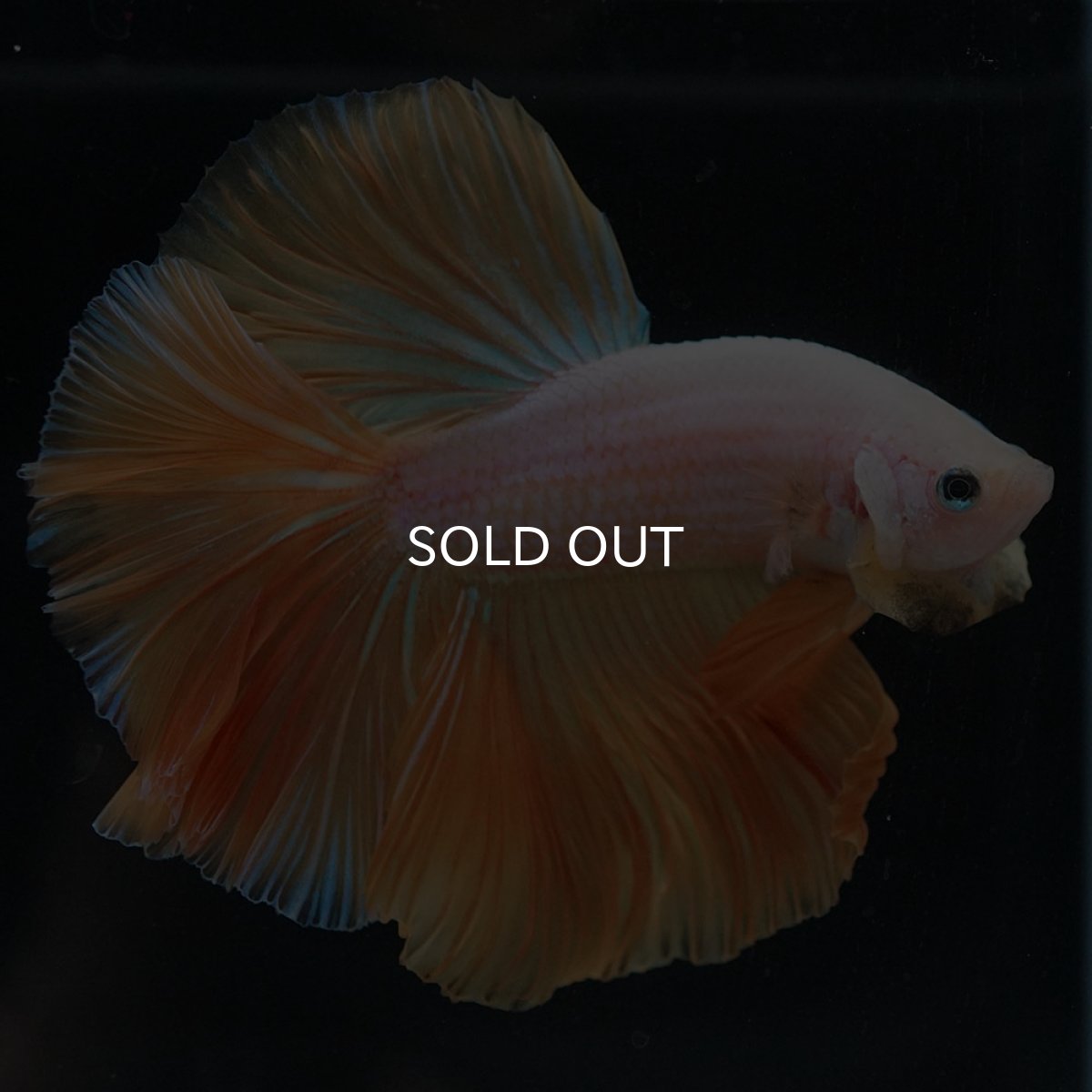 画像6: HM プラチナイエロードラゴン (6)