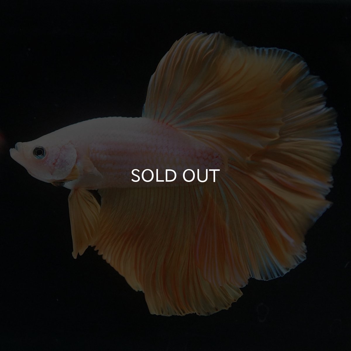 画像9: HM プラチナイエロードラゴン (9)