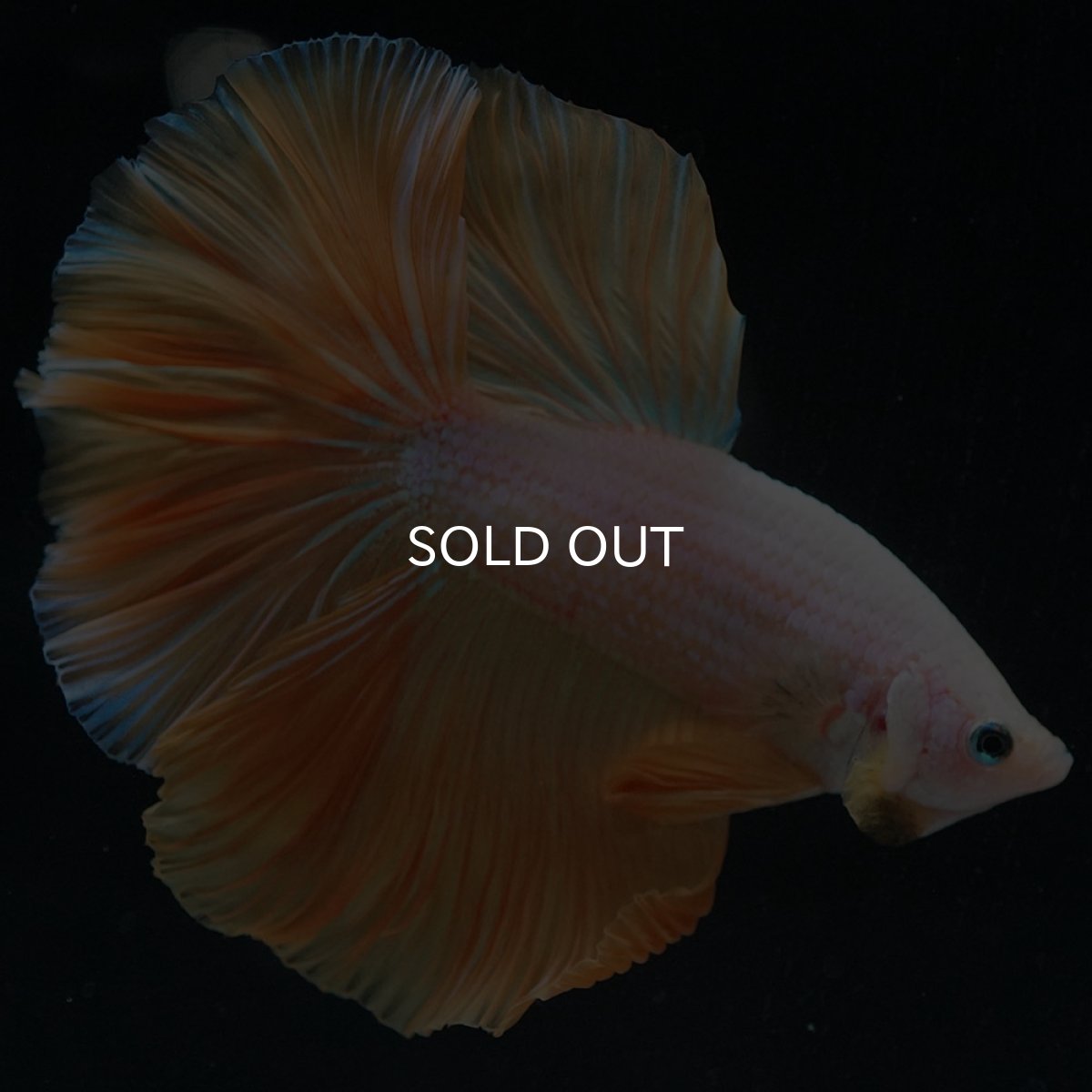 画像8: HM プラチナイエロードラゴン (8)