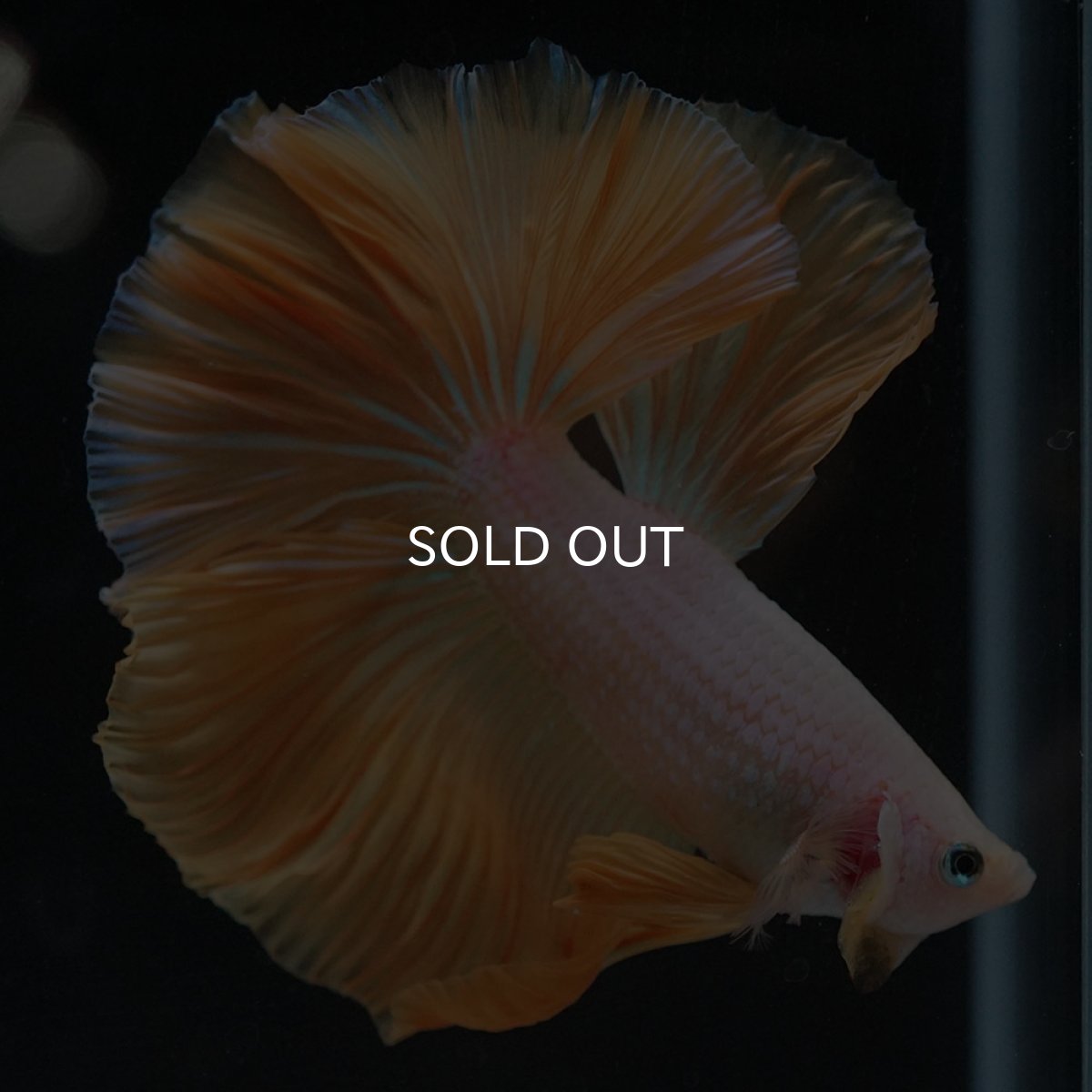 画像4: HM プラチナイエロードラゴン (4)