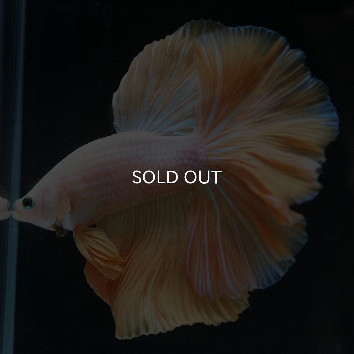 画像7: HM プラチナイエロードラゴン (7)