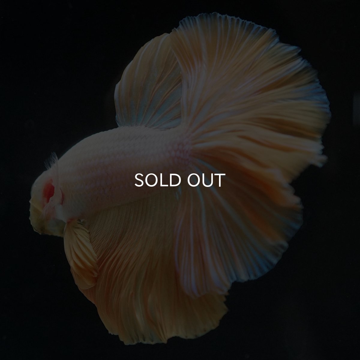 画像5: HM プラチナイエロードラゴン (5)