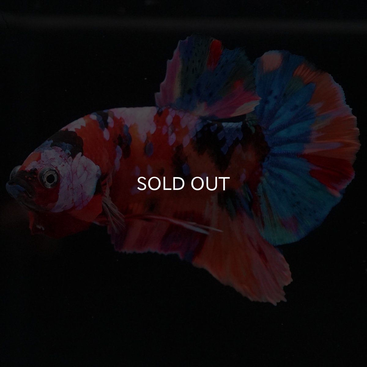 画像8: HMPK キャンディギャラクシー (8)