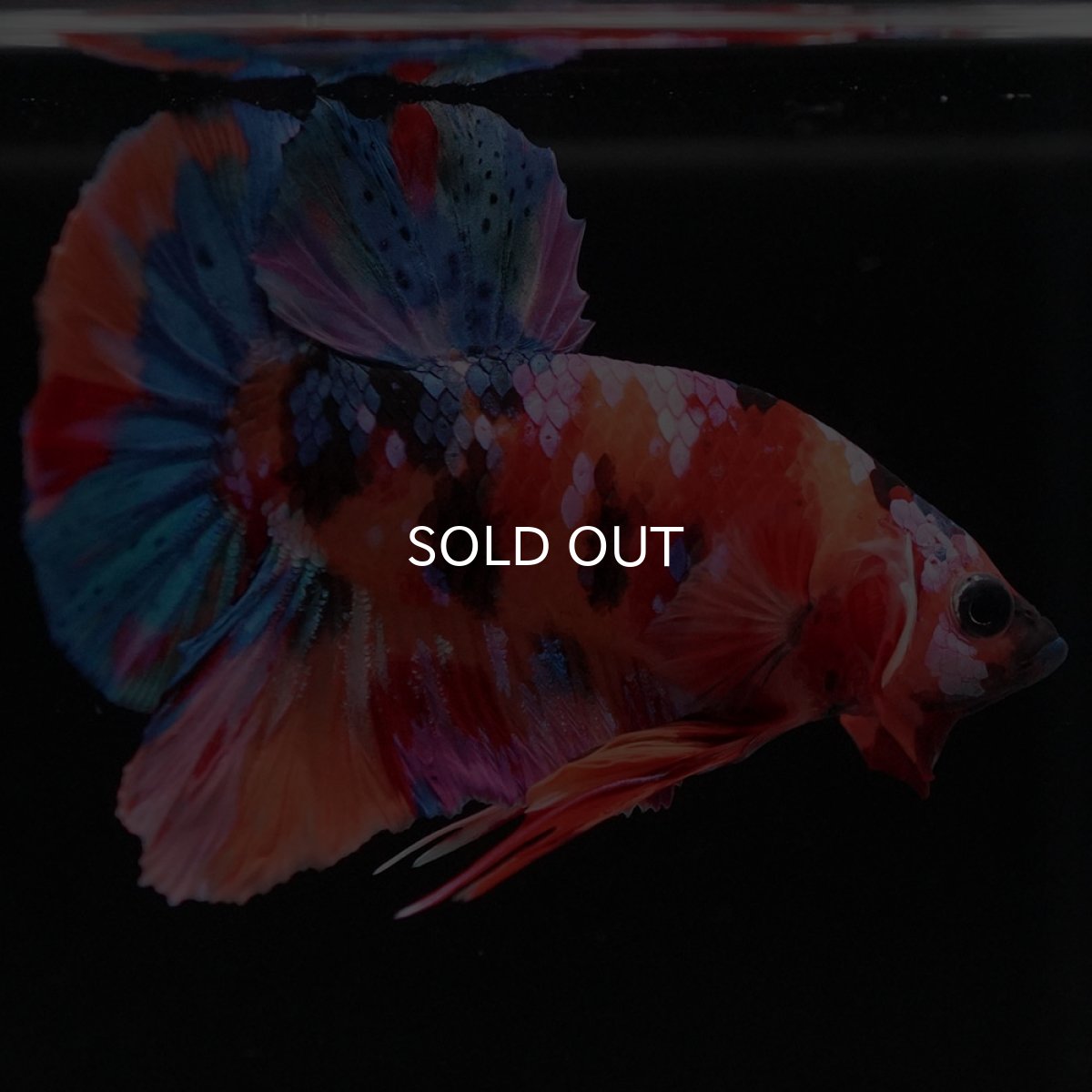 画像6: HMPK キャンディギャラクシー (6)