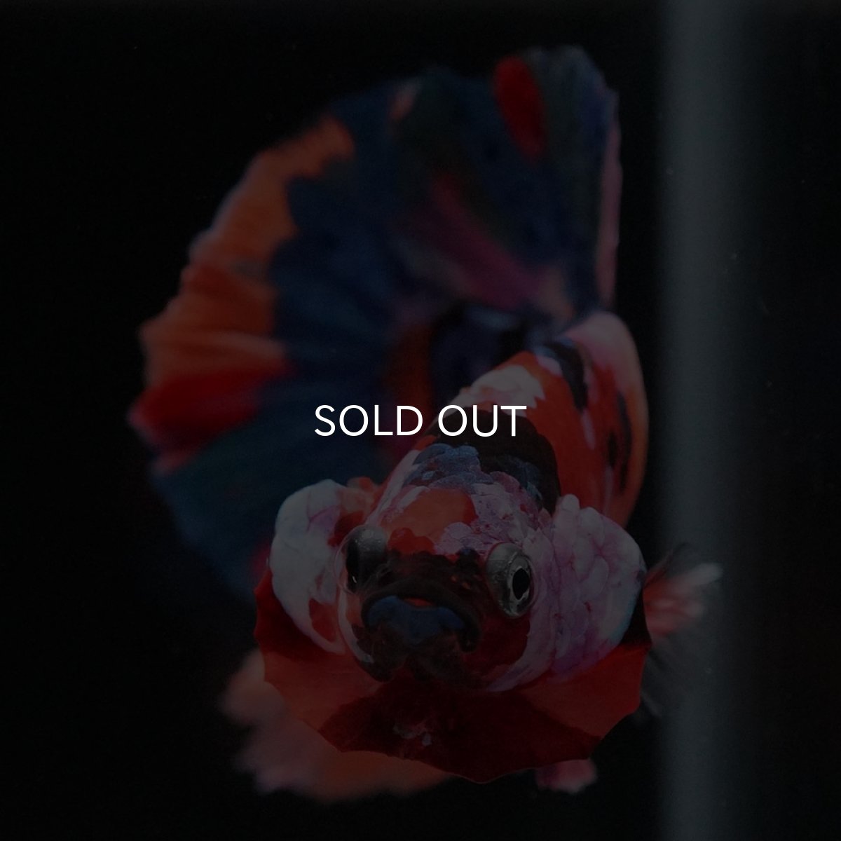 画像3: HMPK キャンディギャラクシー (3)