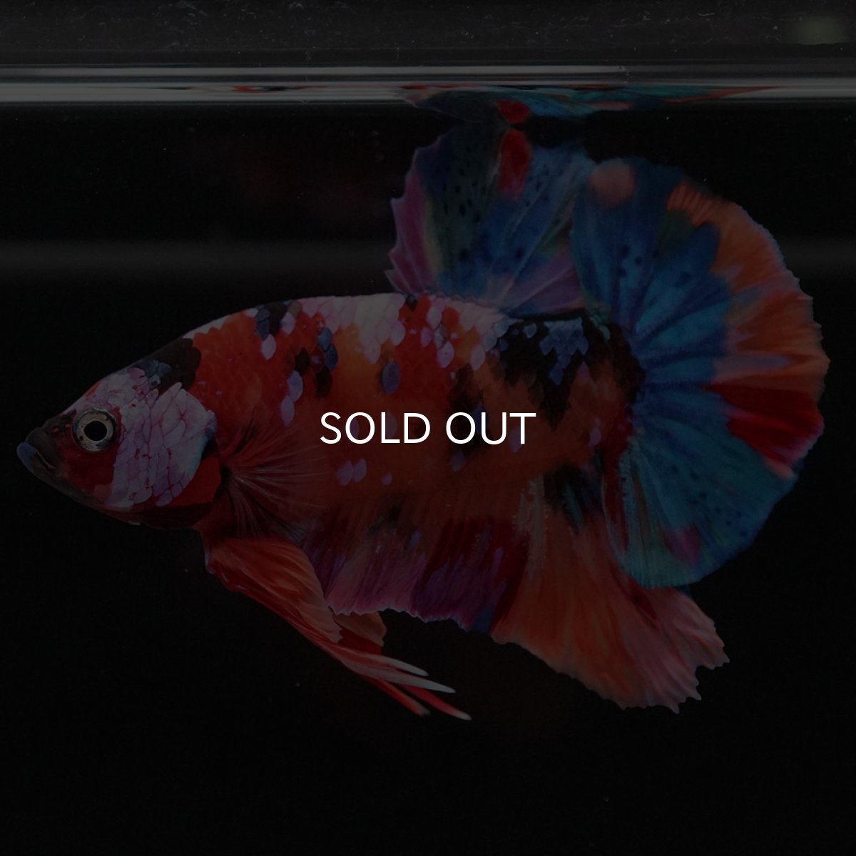 画像7: HMPK キャンディギャラクシー (7)