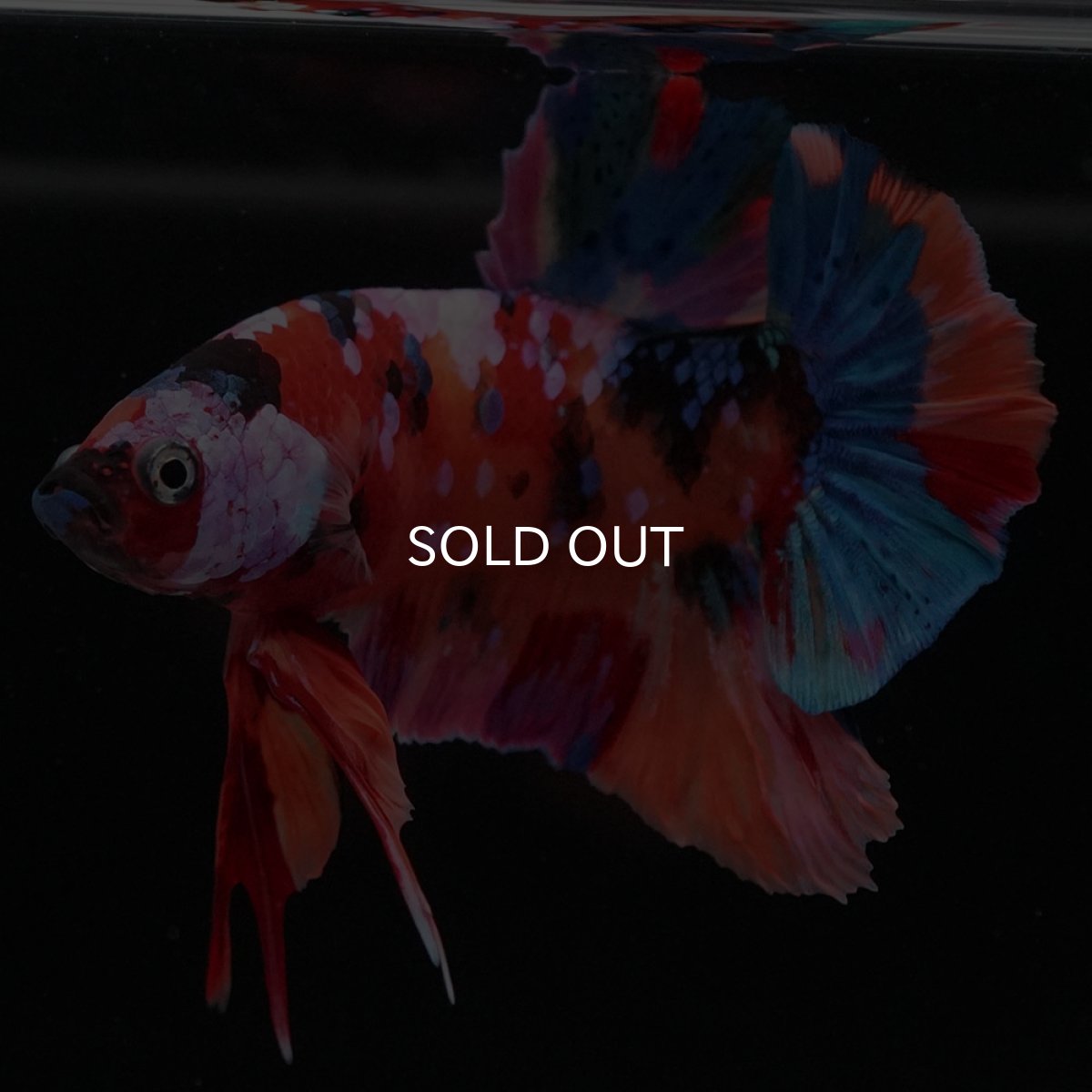 画像5: HMPK キャンディギャラクシー (5)