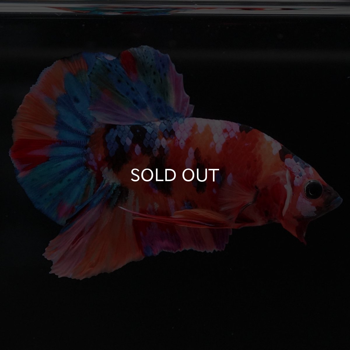 画像4: HMPK キャンディギャラクシー (4)