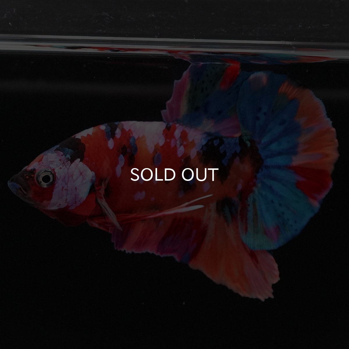 画像2: HMPK キャンディギャラクシー (2)