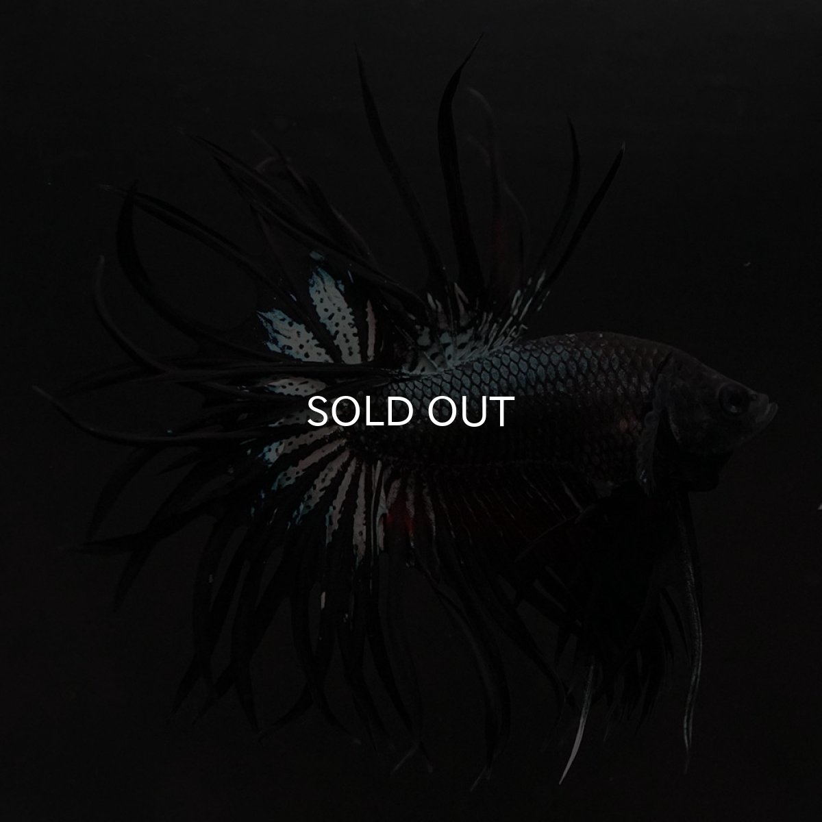 画像3: KCT ブラックカッパー (3)