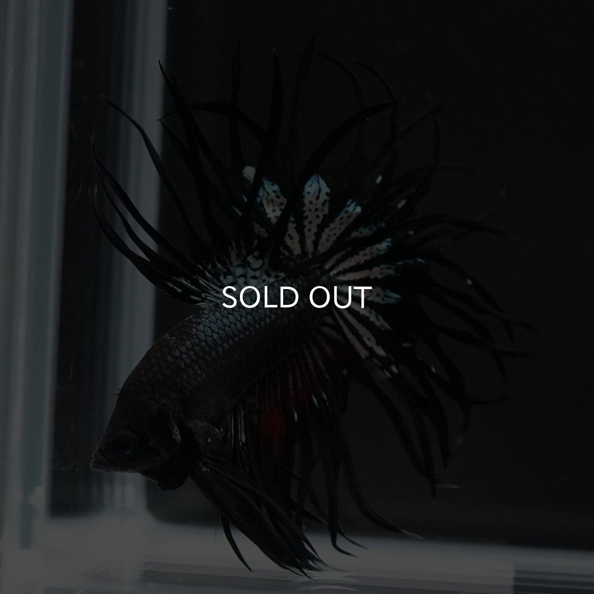 画像6: KCT ブラックカッパー (6)