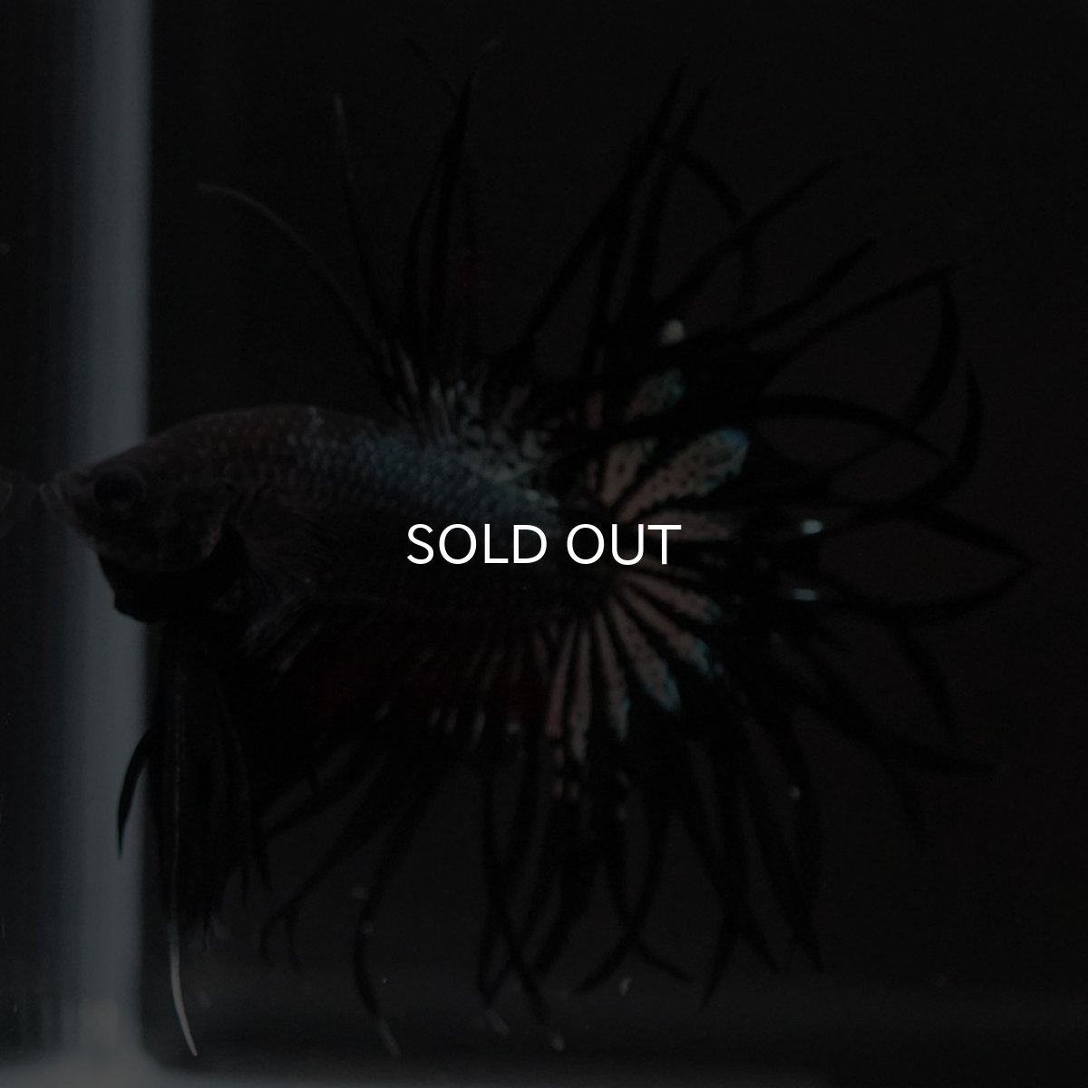 画像4: KCT ブラックカッパー (4)