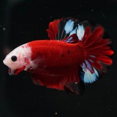 画像7: HMPK　紅白 (7)