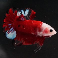画像6: HMPK　紅白 (6)
