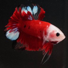 画像2: HMPK　紅白 (2)