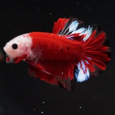 画像5: HMPK　紅白 (5)