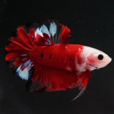 画像4: HMPK　紅白 (4)