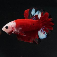 画像1: HMPK　紅白 (1)