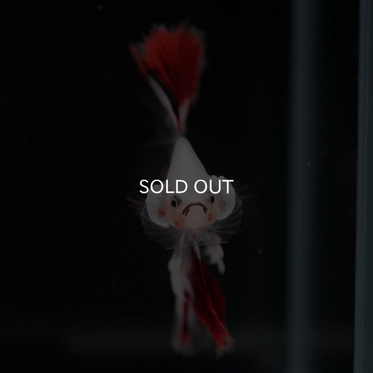 画像3: HM ファンシークリア (3)