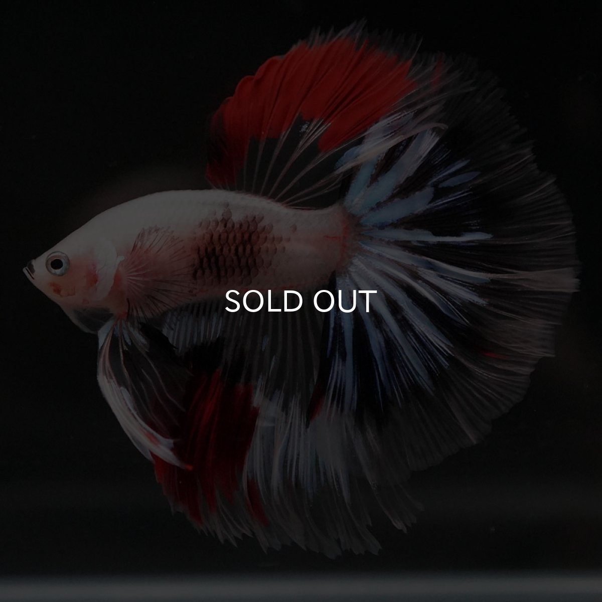 画像7: HM ファンシークリア (7)