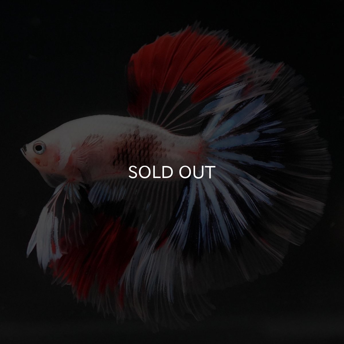 画像6: HM ファンシークリア (6)