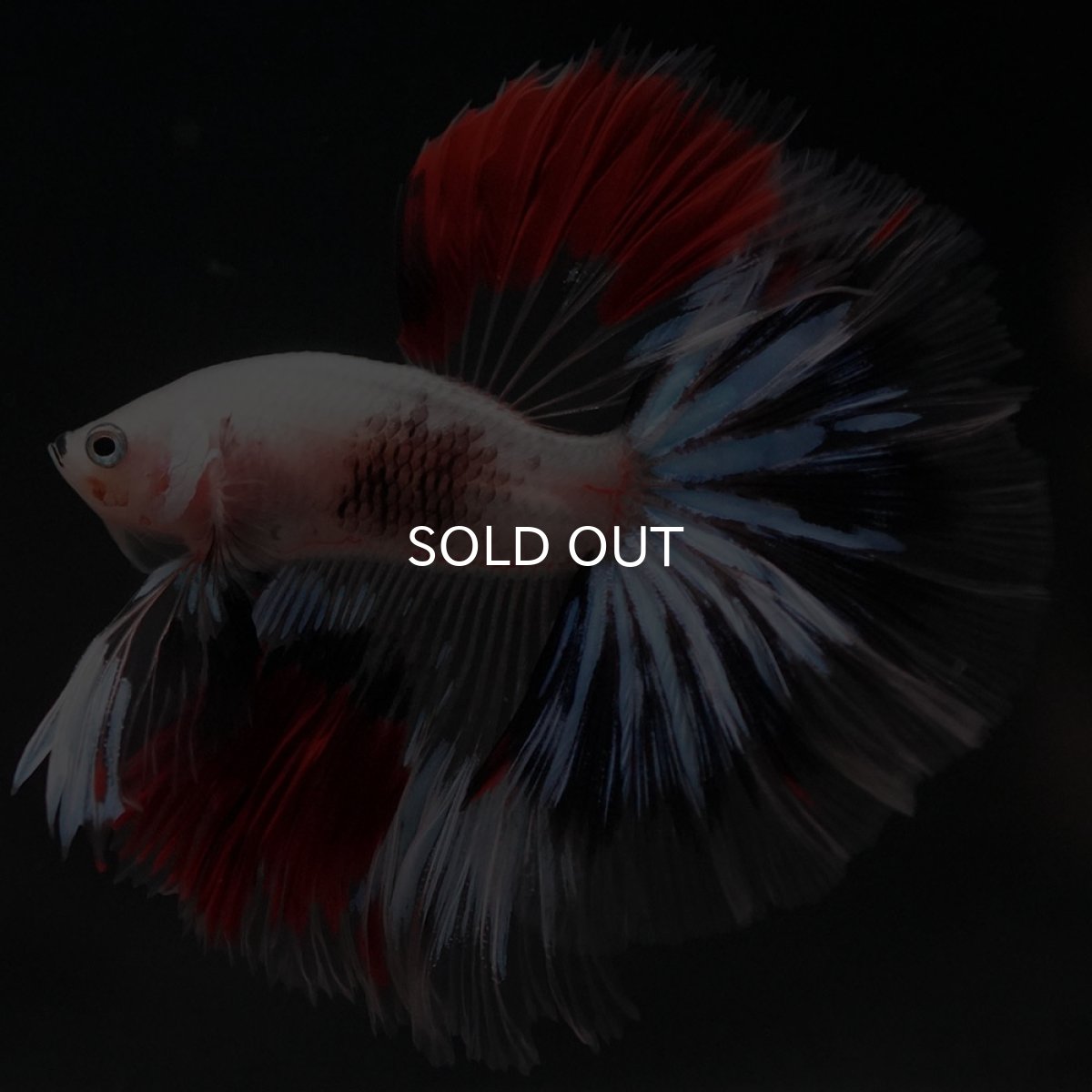 画像2: HM ファンシークリア (2)