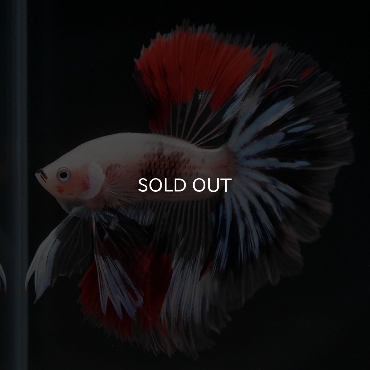 画像5: HM ファンシークリア (5)