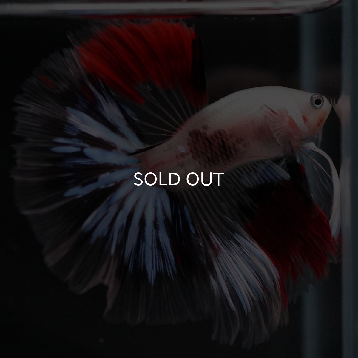 画像4: HM ファンシークリア (4)