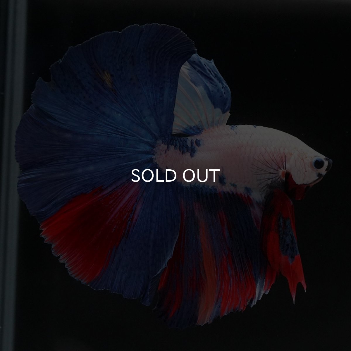 画像3: HM　ホワイトファンシー (3)