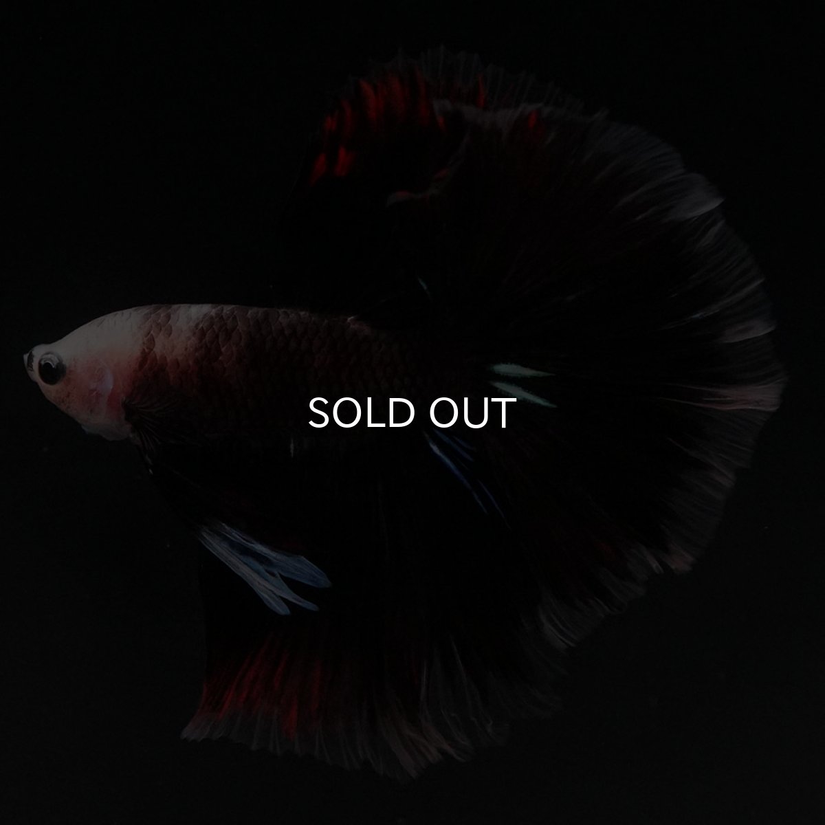 画像4: HM　ファンシークリア (4)