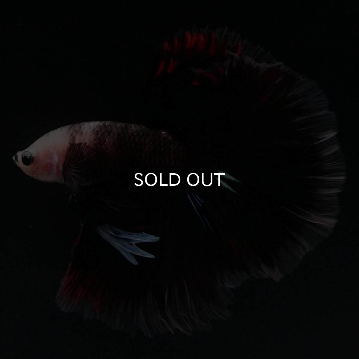 画像2: HM　ファンシークリア (2)