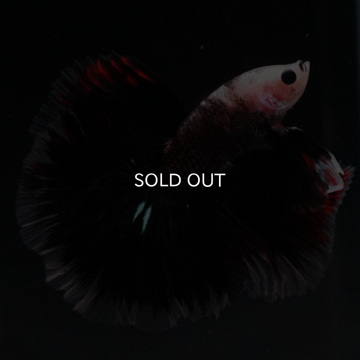 画像3: HM　ファンシークリア (3)