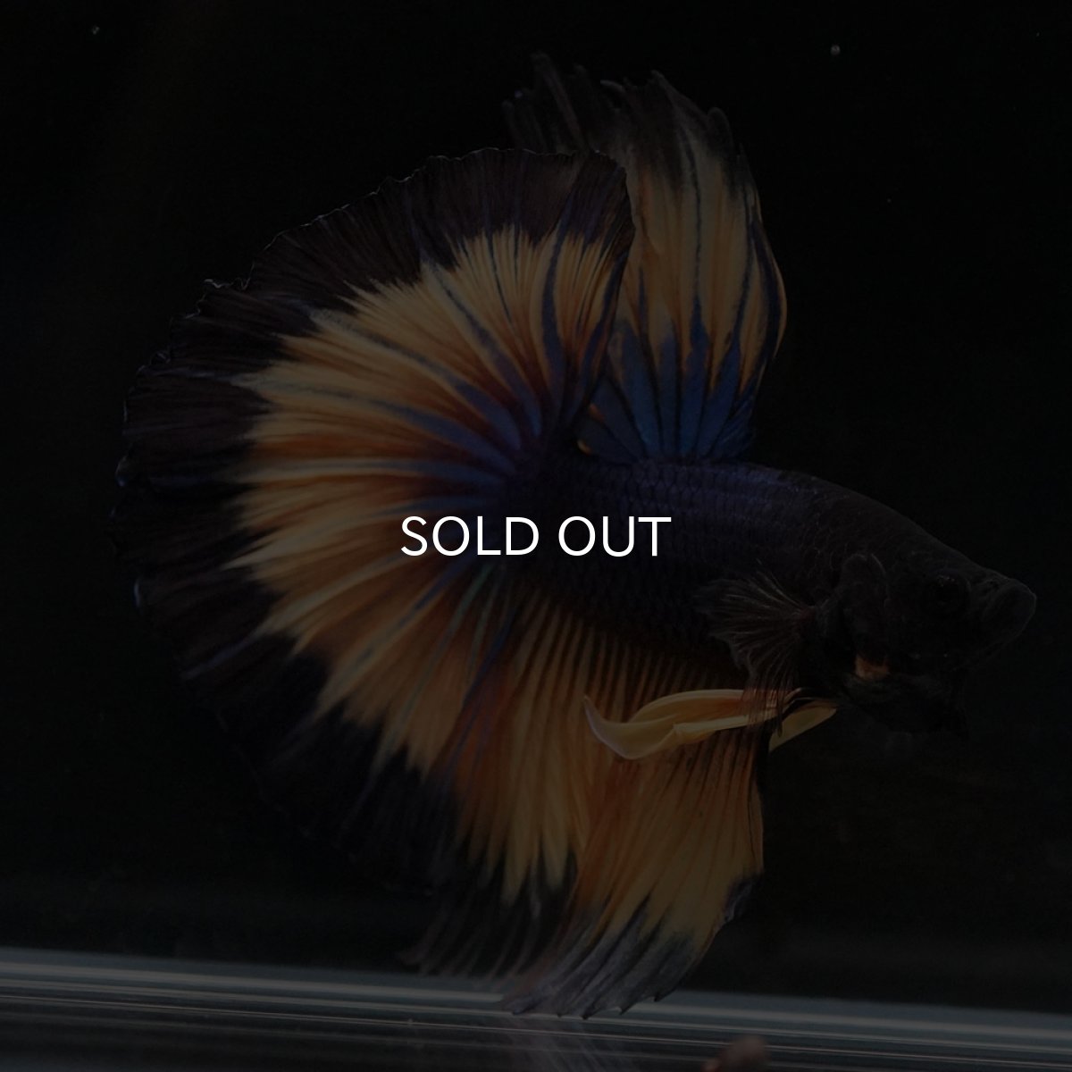 画像4: HM マスタードガス (4)