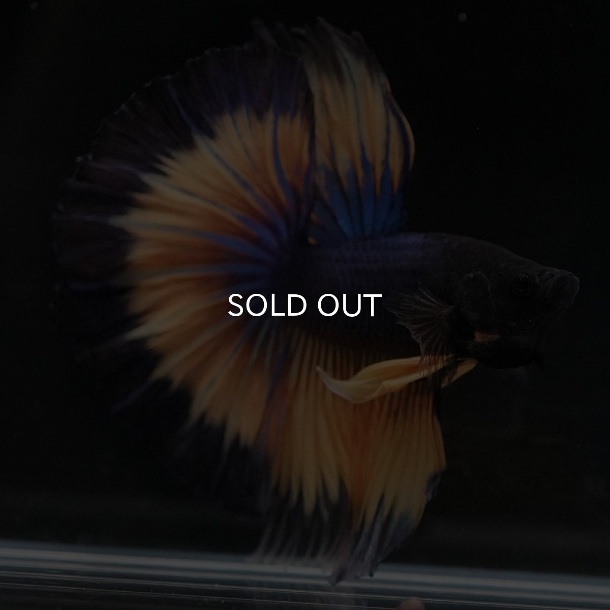 画像6: HM マスタードガス (6)