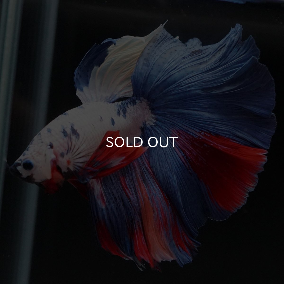 画像2: HM　ホワイトファンシー (2)