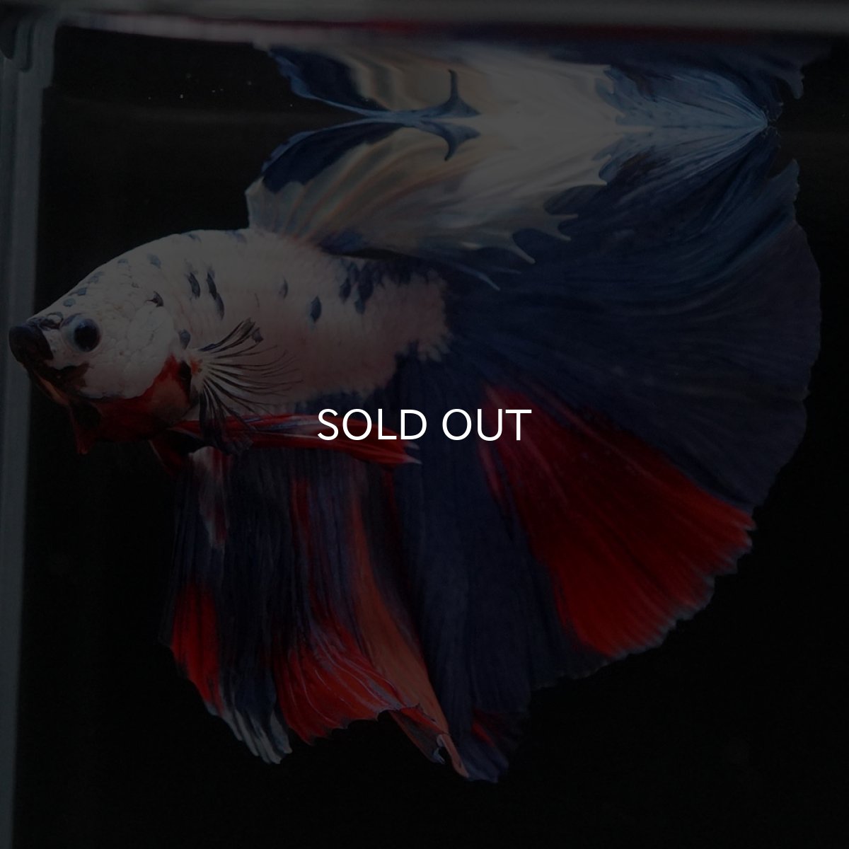 画像4: HM　ホワイトファンシー (4)