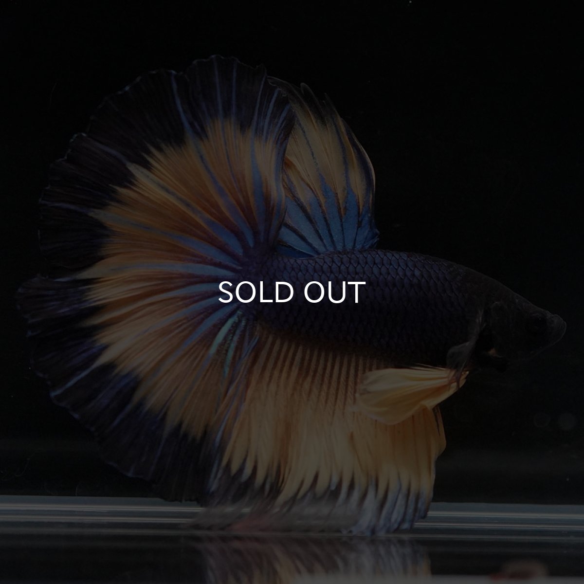 画像8: HM マスタードガス (8)