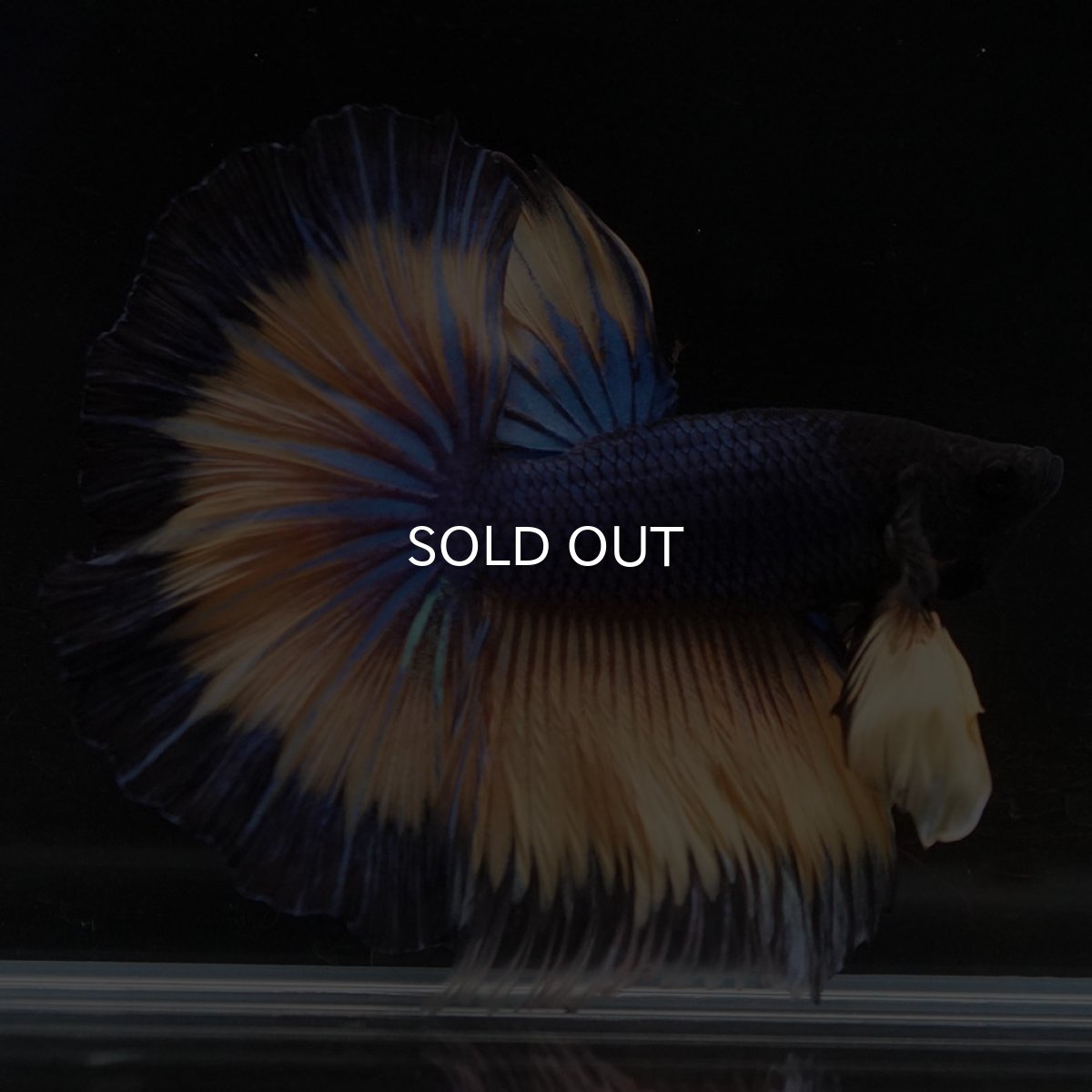 画像2: HM マスタードガス (2)