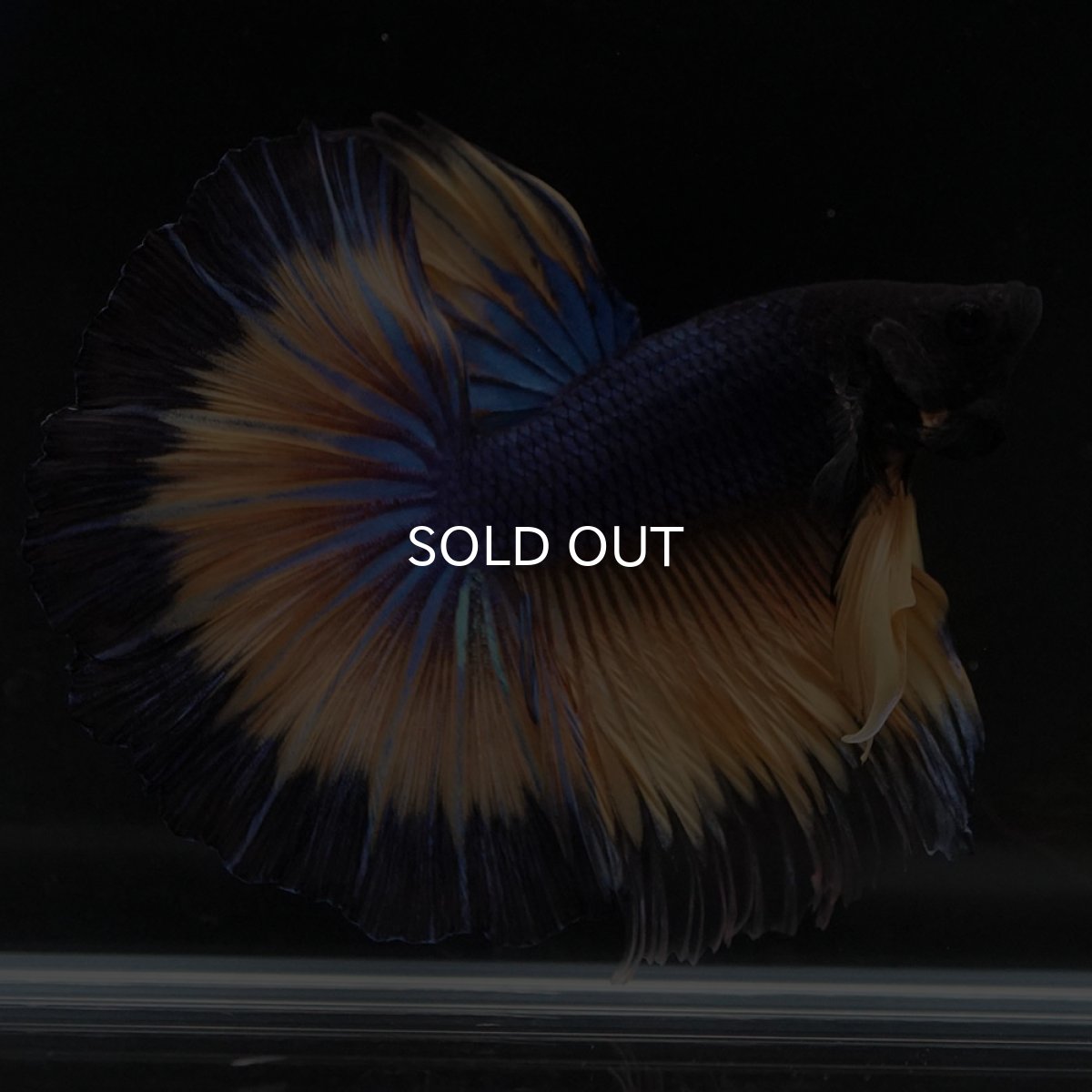 画像10: HM マスタードガス (10)