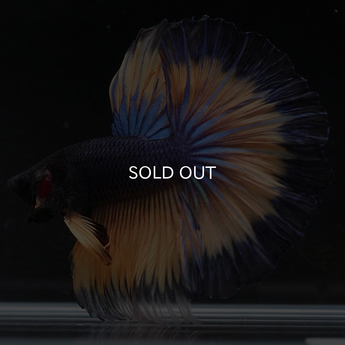 画像9: HM マスタードガス (9)