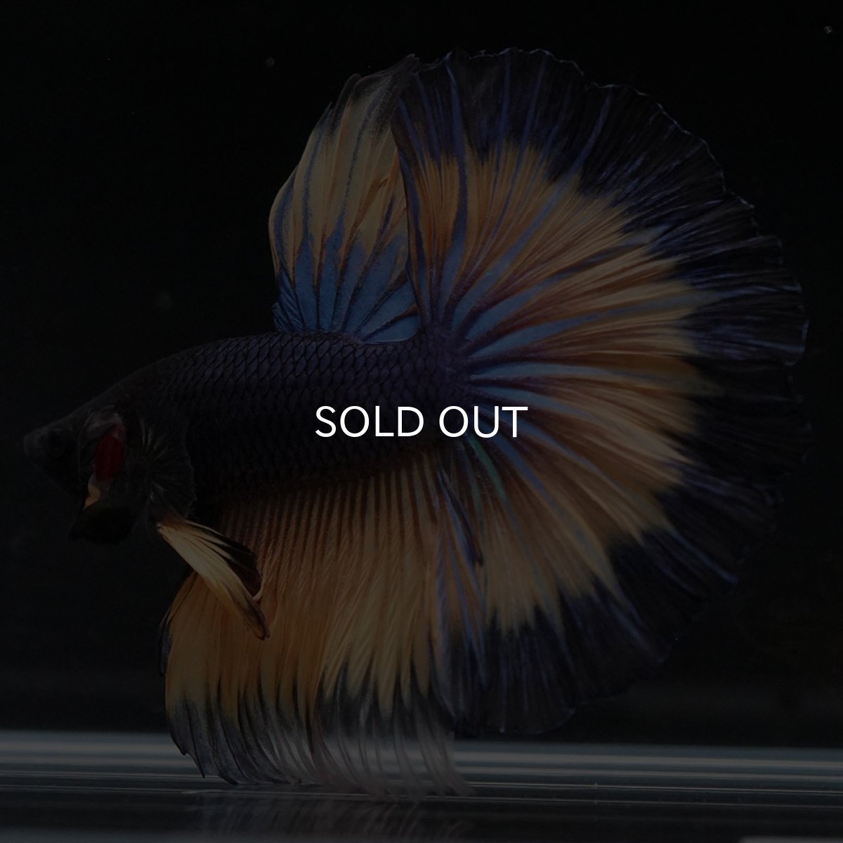 画像5: HM マスタードガス (5)