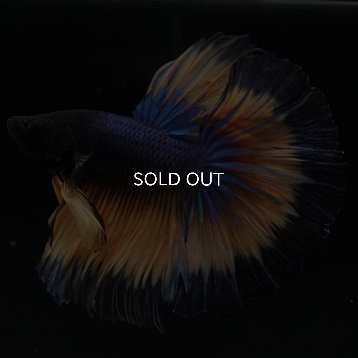 画像7: HM マスタードガス (7)