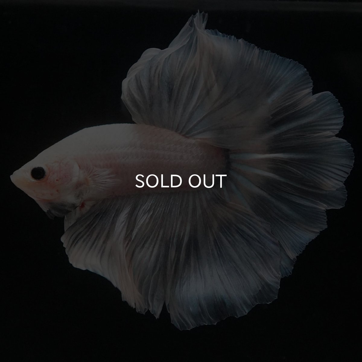 画像8: HM ホワイトファンシー (8)