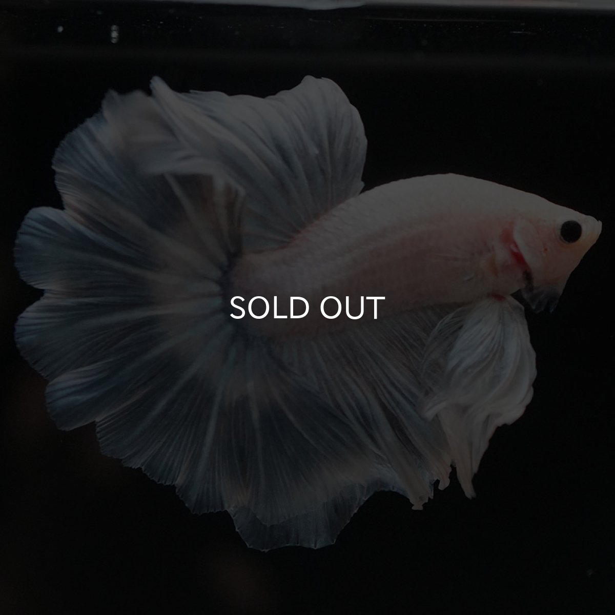 画像9: HM ホワイトファンシー (9)