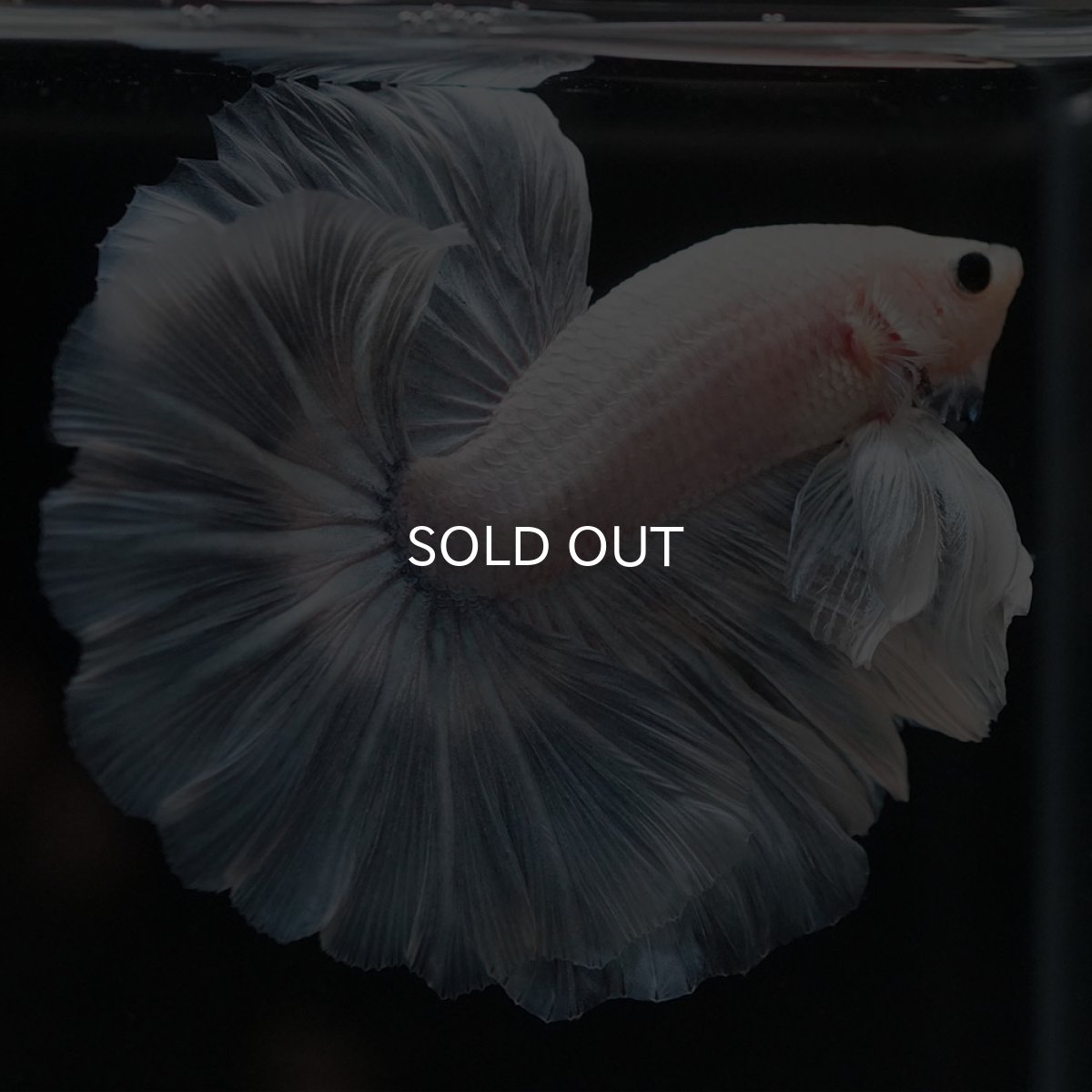 画像2: HM ホワイトファンシー (2)