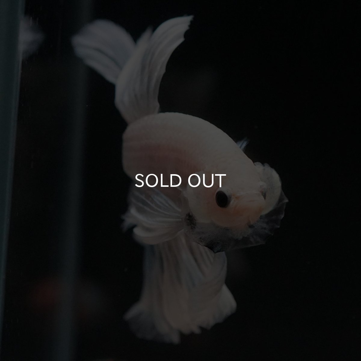 画像3: HM ホワイトファンシー (3)