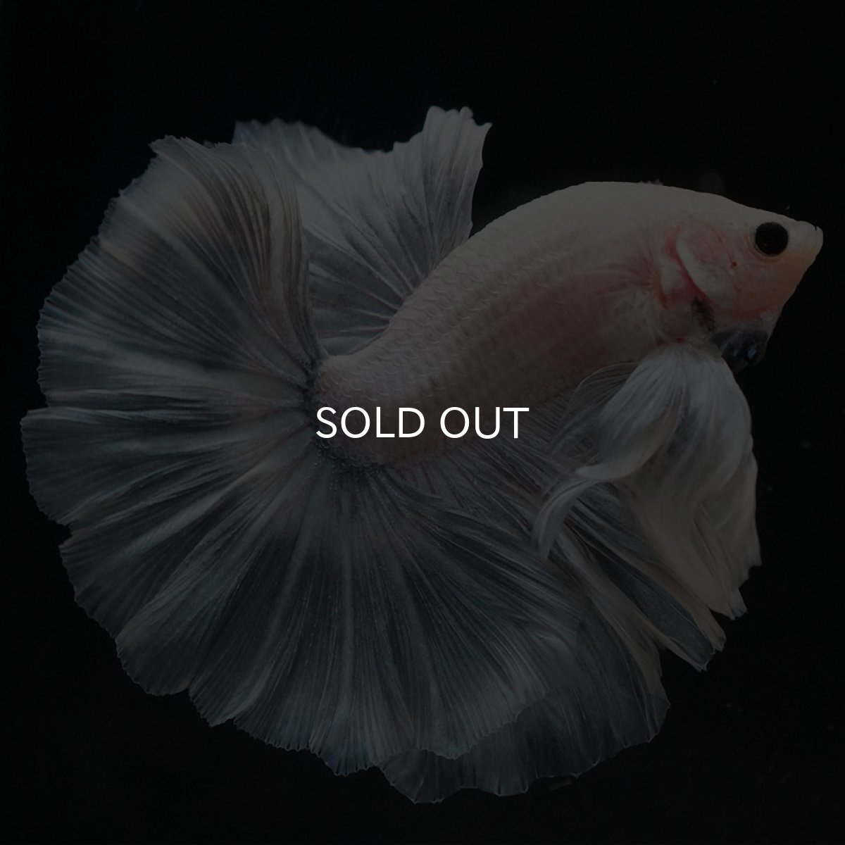 画像7: HM ホワイトファンシー (7)