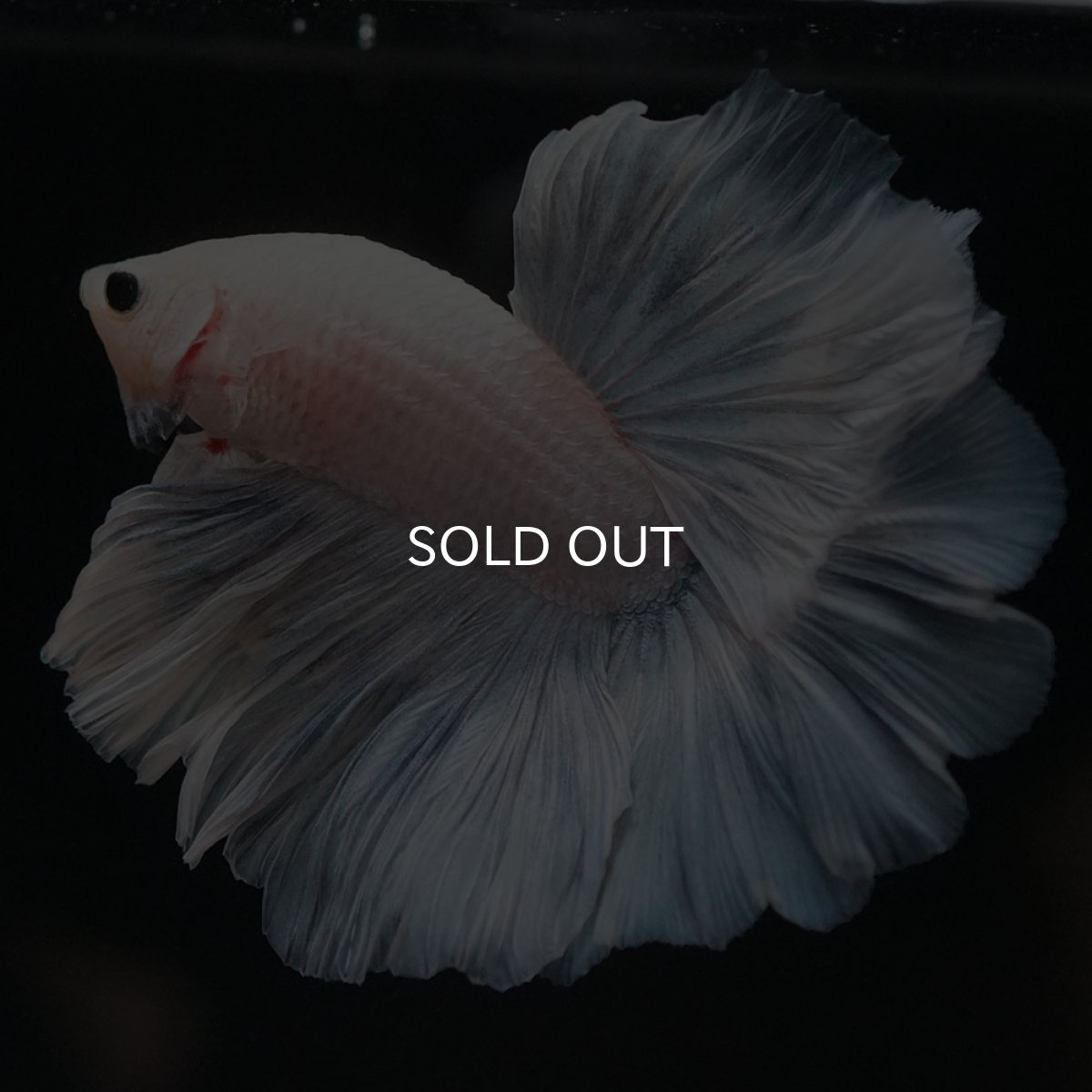 画像6: HM ホワイトファンシー (6)