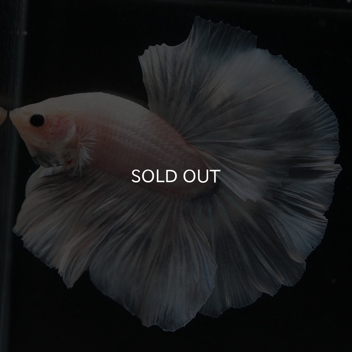 画像4: HM ホワイトファンシー (4)